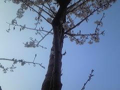 CUBE桜（倉本）